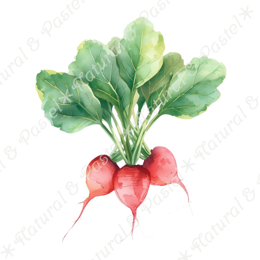 🥕 Watercolor Vegetables Clipart 20 / 水彩野菜イラスト*20点セット(PNG背景透過)
