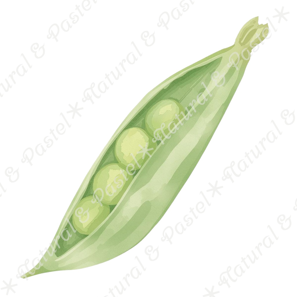 🥕 Watercolor Vegetables Clipart 20 / 水彩野菜イラスト*20点セット(PNG背景透過)