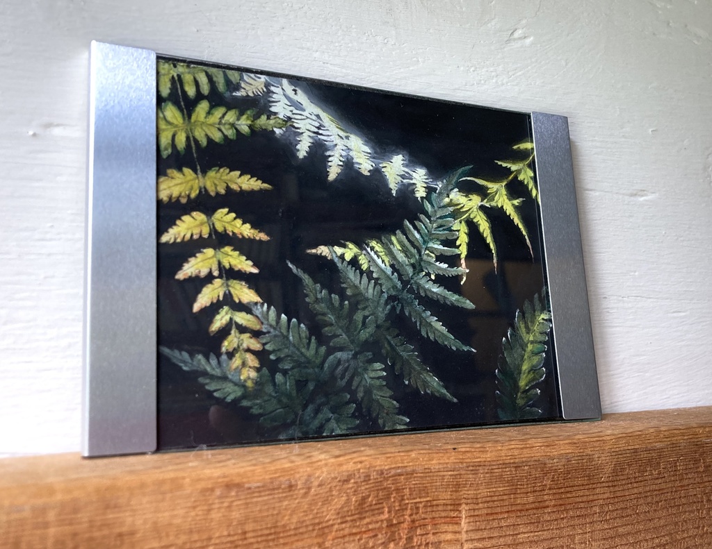 シダ
