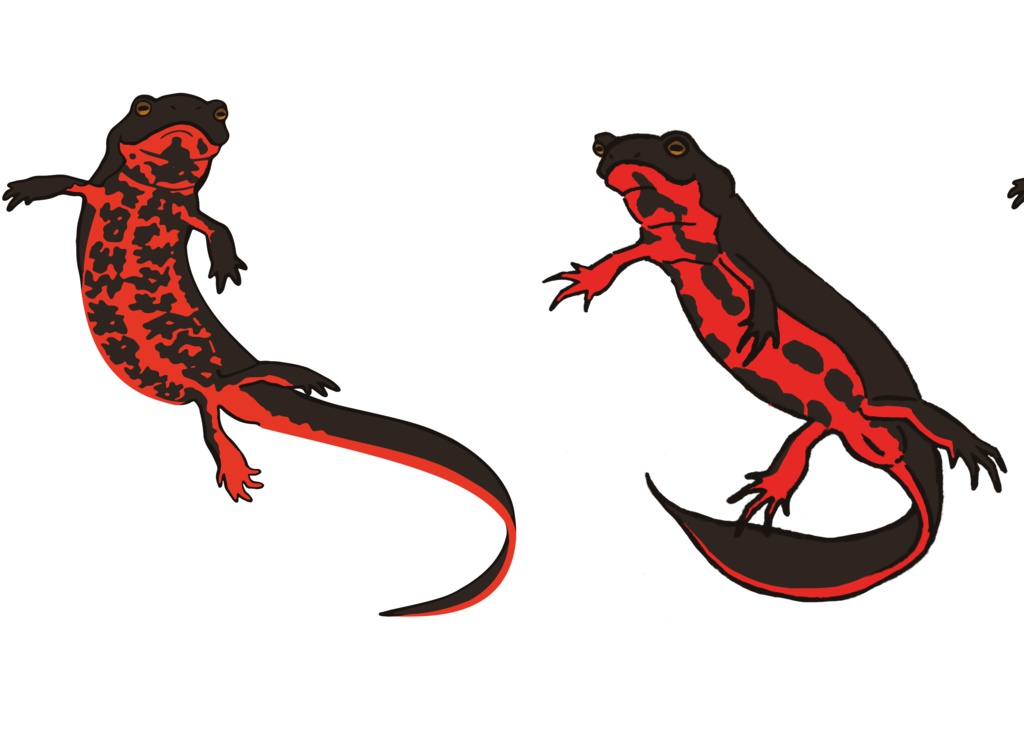 イモリのマスキングテープ