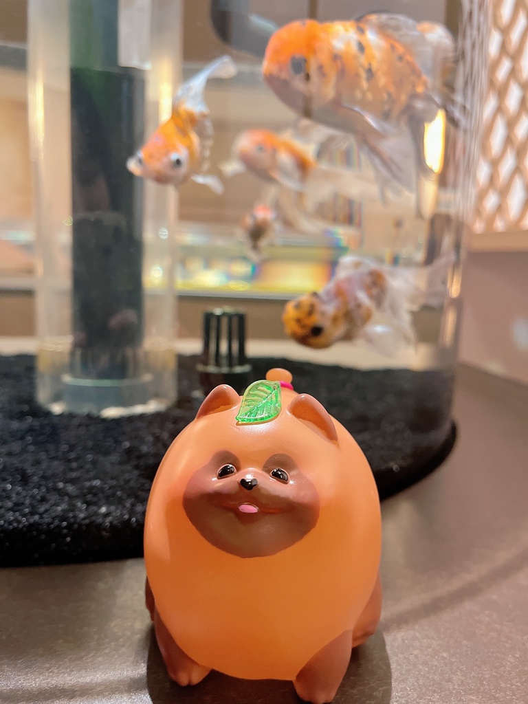 ヨーヨータヌキ