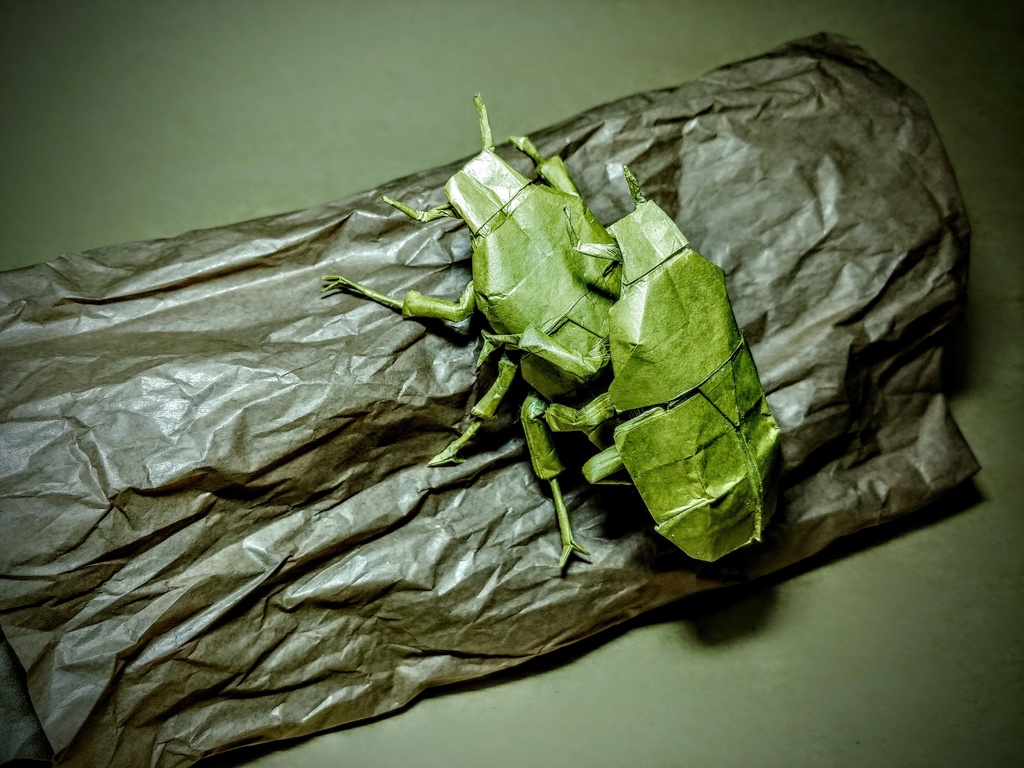 カナブンの交尾 展開図 / Drone beetle mating CP