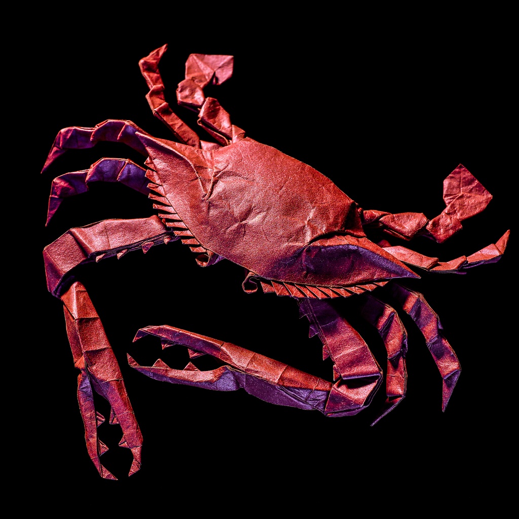 Gazami crab CP(Crease Pattern)