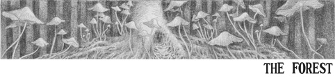 Tシャツ(THE FOREST)2