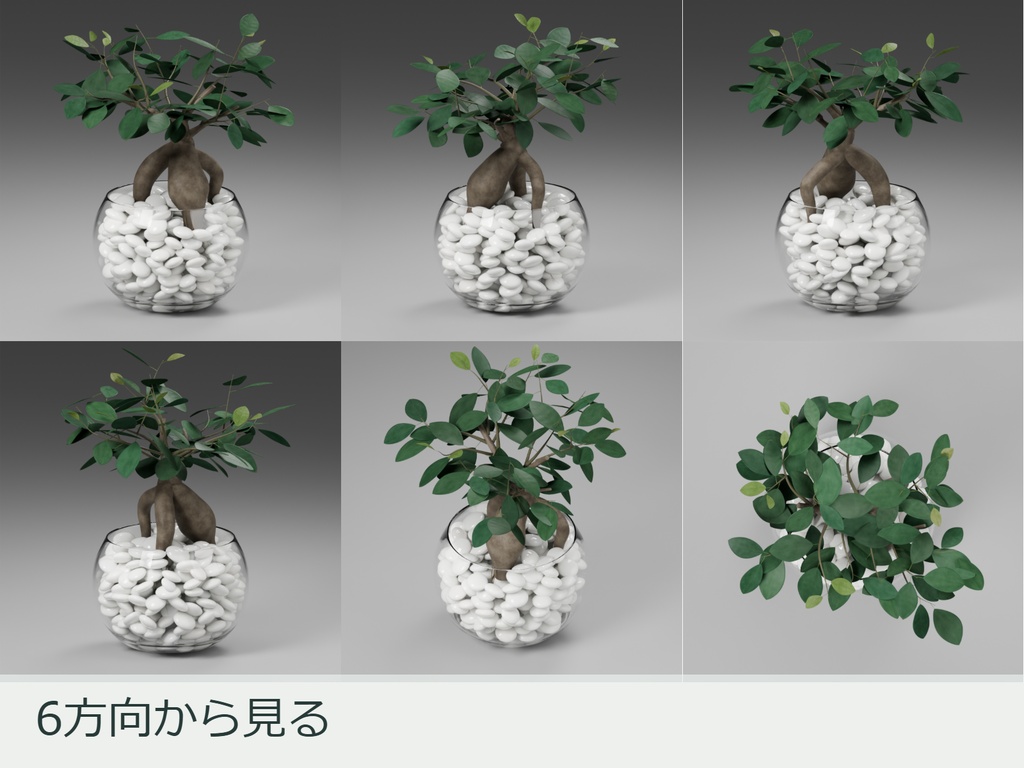 ガジュマル|透明な丸鉢と白い培地【Blender / .blend】