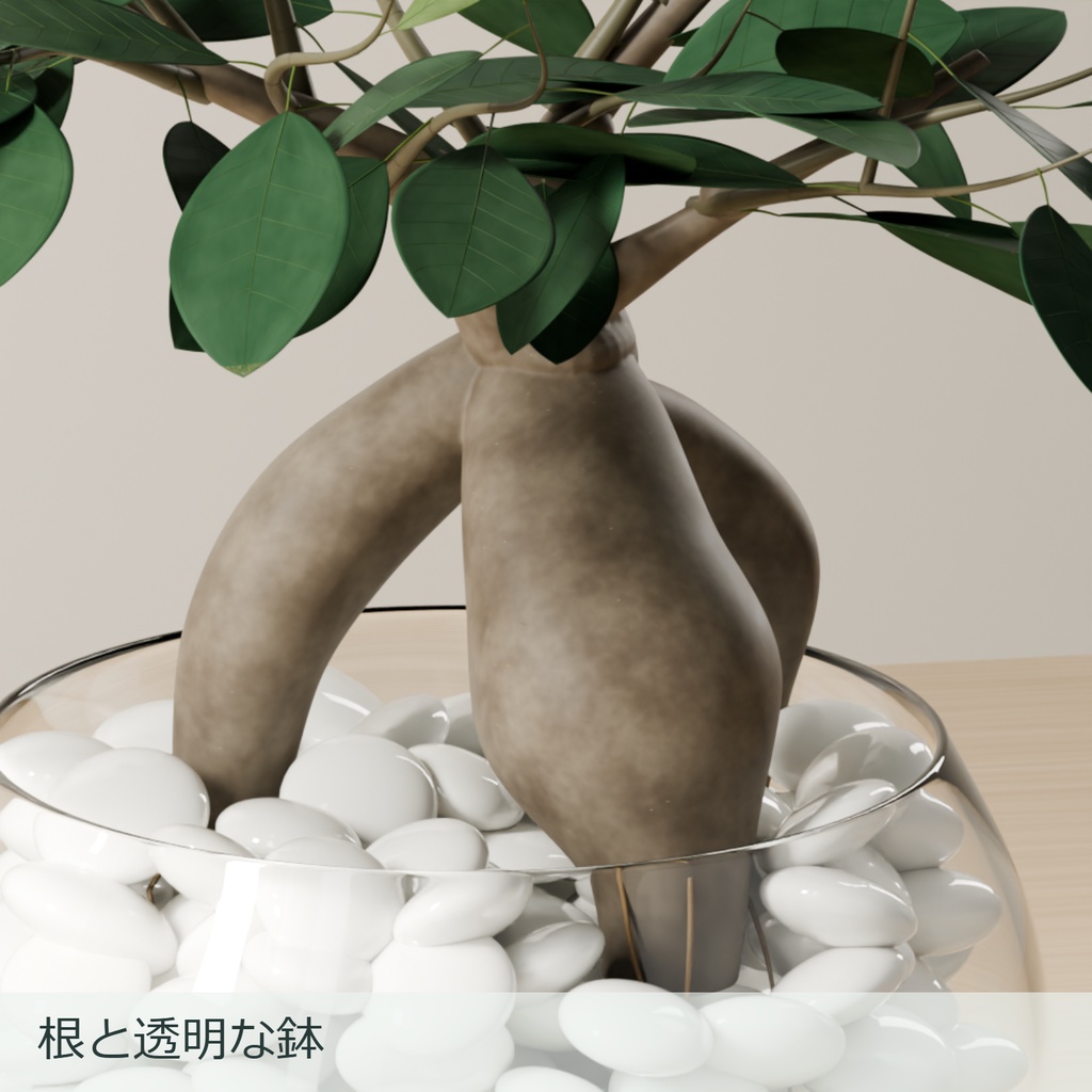 ガジュマル|透明な丸鉢と白い培地【Blender / .blend】