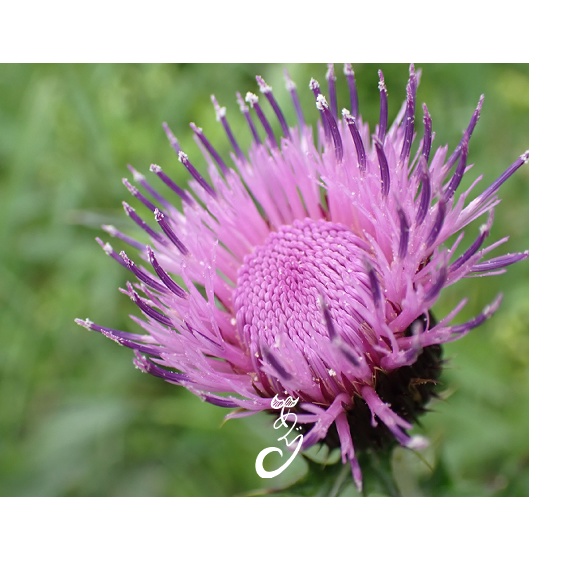 あぐりの生きもの缶バッチシリーズ1!