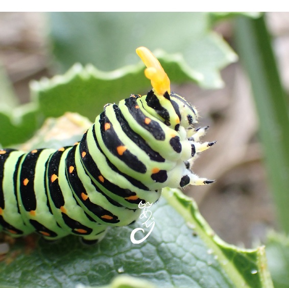 あぐりの生きもの缶バッチシリーズ1!