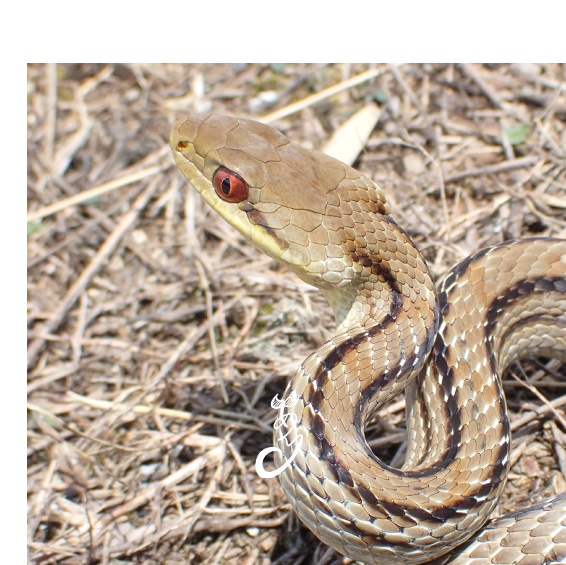 あぐりの生きもの缶バッチシリーズ1!