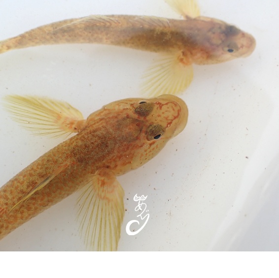 あぐりの生きもの缶バッチシリーズ1!