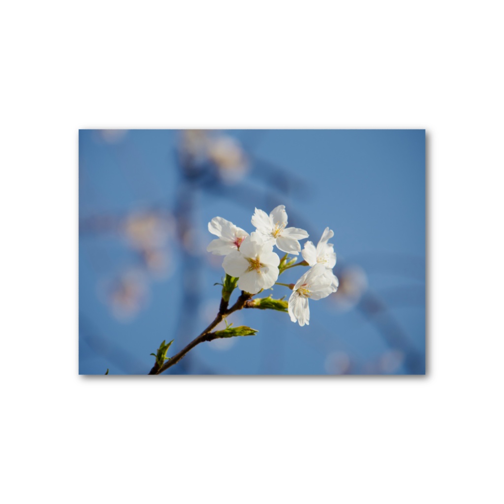 Lagom -「 純潔 」 - フォト風カード