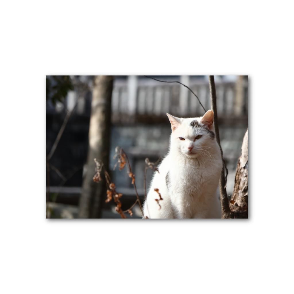 Lagom -「 まなざし 」-フォト風カード