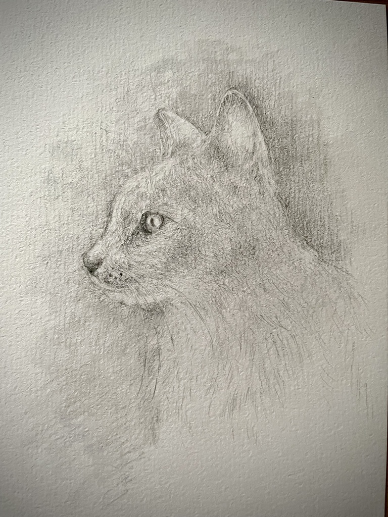 ねこ1