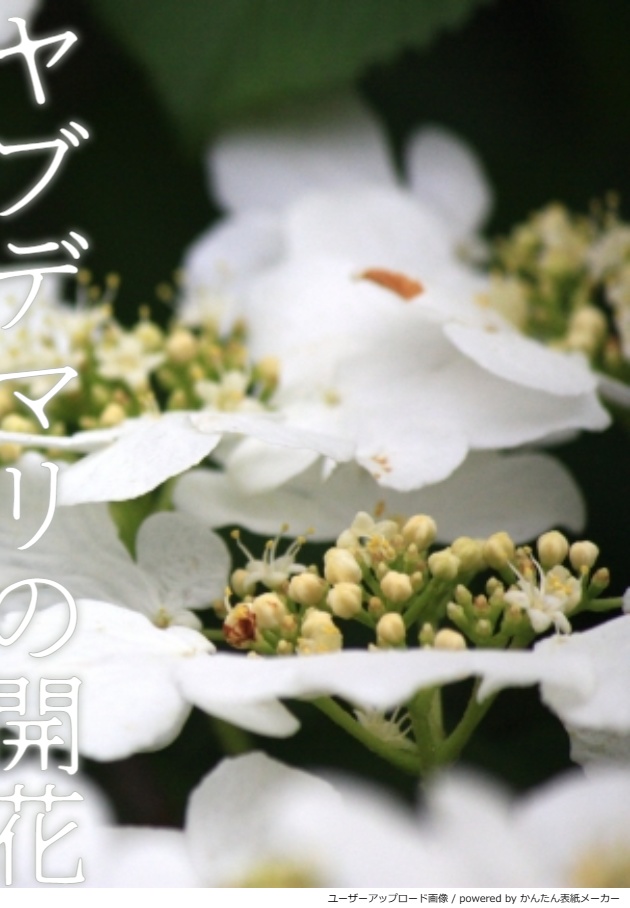 ヤブデマリの開花