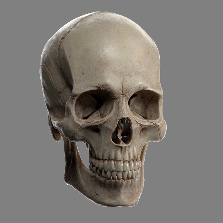 【3Dデータ】リアルな人の頭蓋骨　Skull