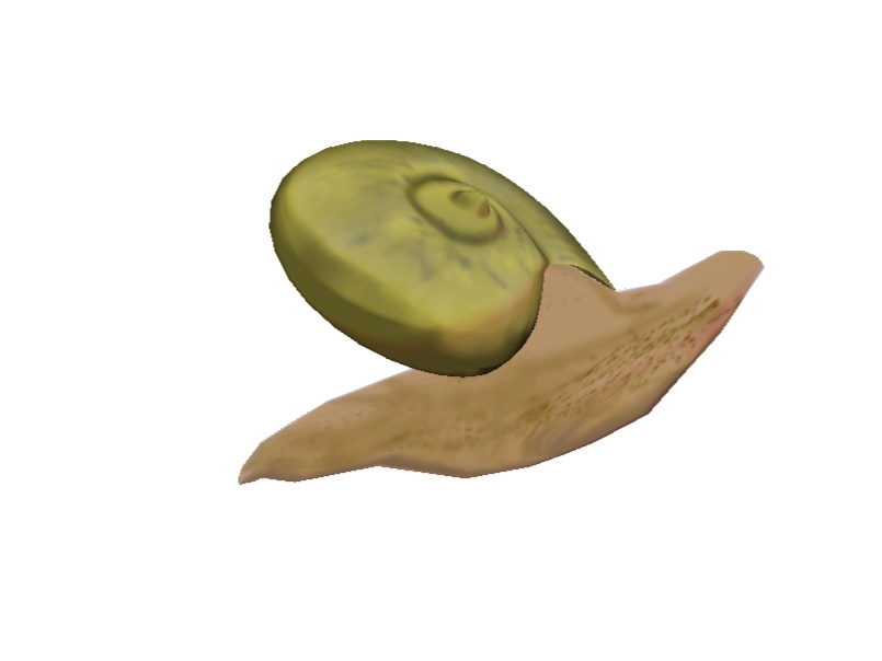 かたつむりのツノとしっぽ