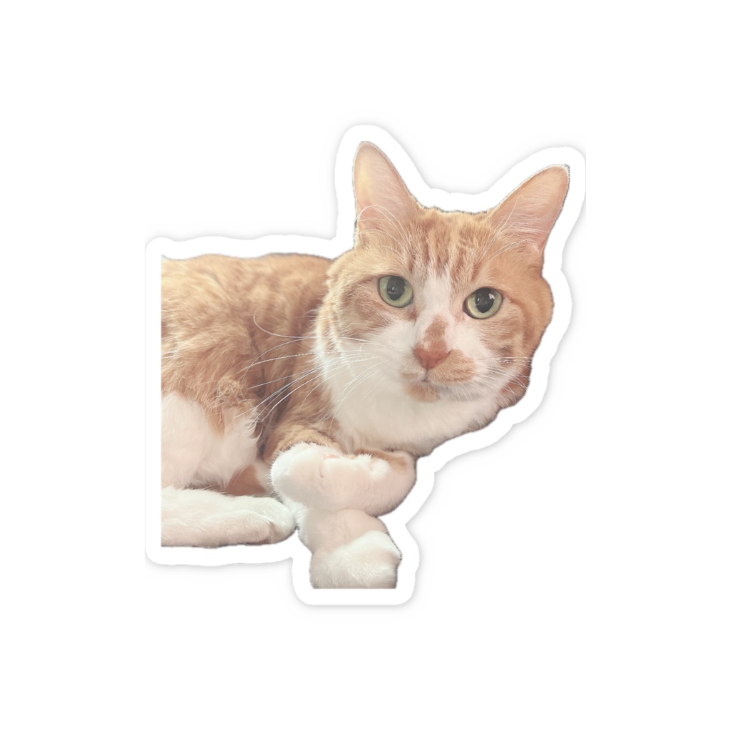 にゃんぴステッカー(きょとん)