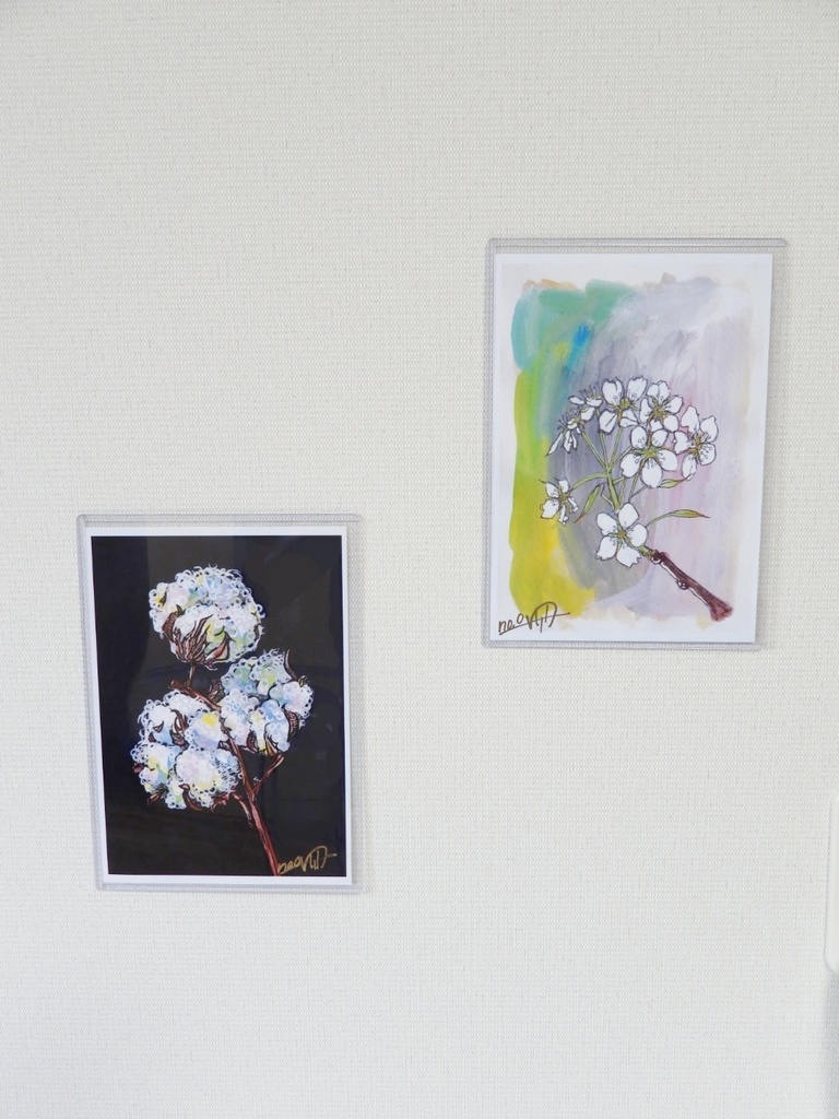 〔 Turbo argyrostomus 〕