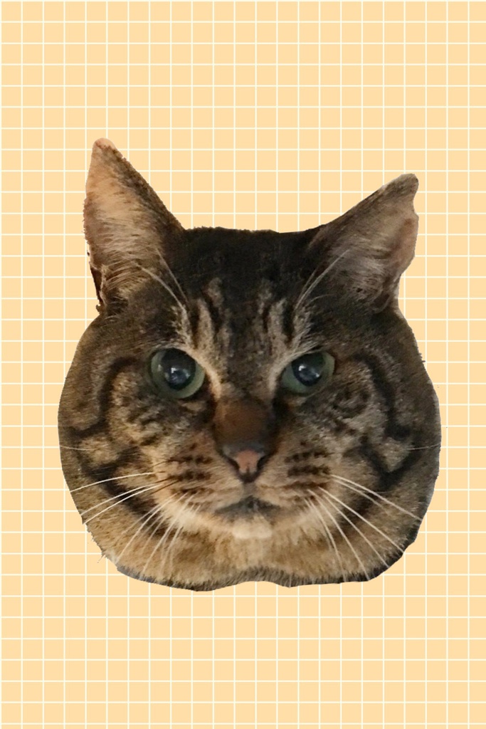 トラさんきーほるだー