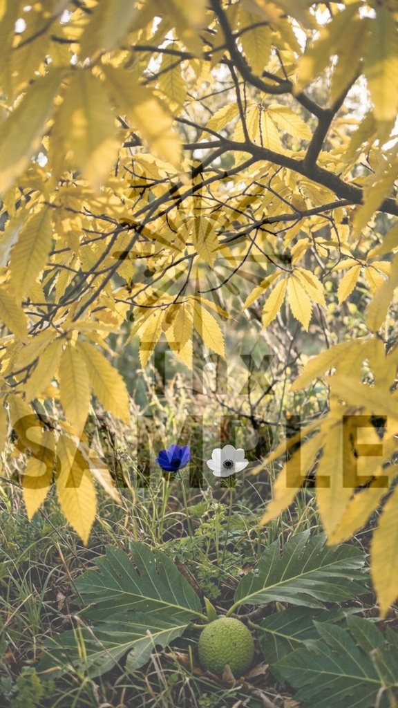 地球が咲かせる詩|2026年4月2日