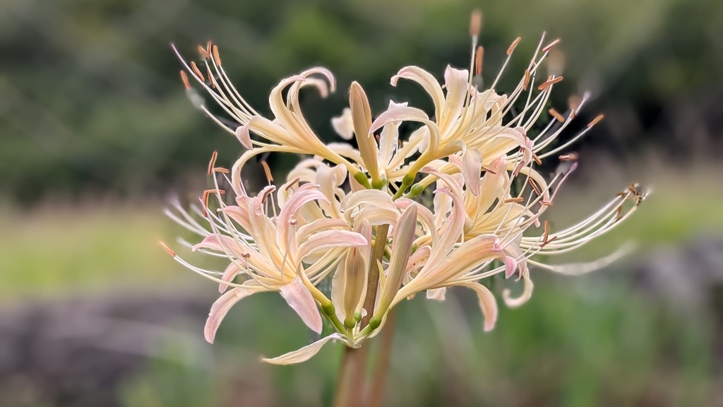 【PC用壁紙】白花彼岸花