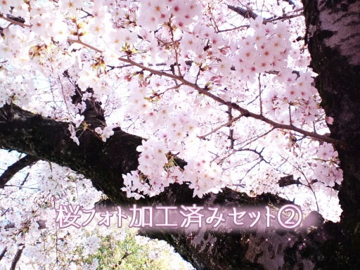 桜の加工フォト②