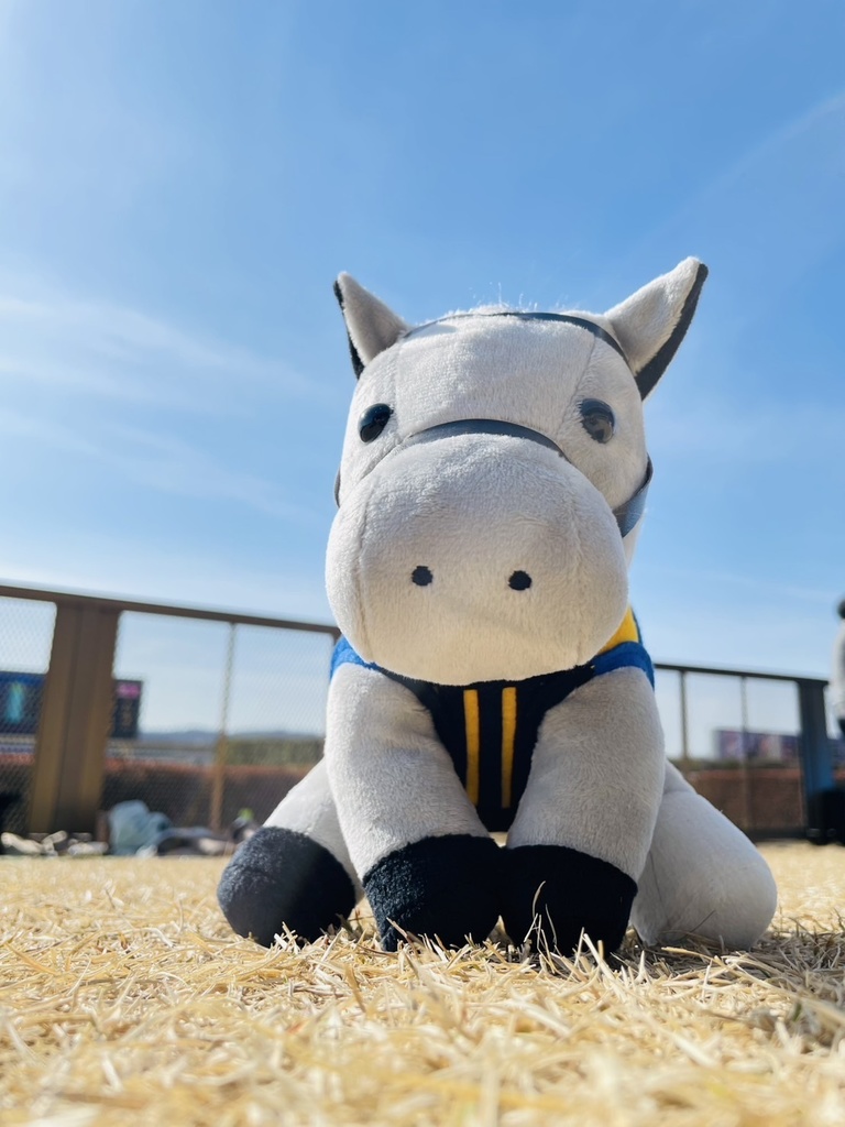 ⬛︎アイドルホース ◼️シルヴァーソニック勝負服柄◼️(S)(マスコットサイズ) (M)レギュラーサイズ(L)ビッグサイズ ◼️勝負服着せ替え ( ぬい服 )
