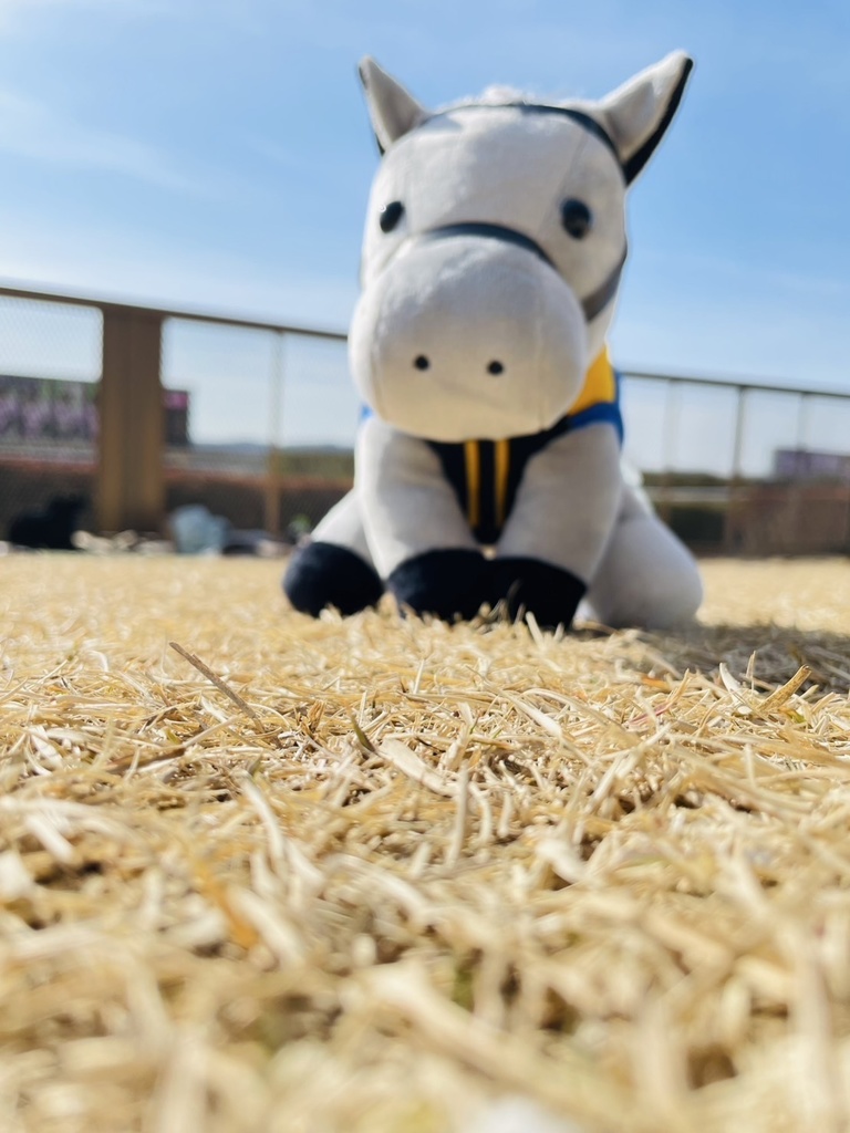 ⬛︎アイドルホース ◼️シルヴァーソニック勝負服柄◼️(S)(マスコットサイズ) (M)レギュラーサイズ(L)ビッグサイズ ◼️勝負服着せ替え ( ぬい服 )