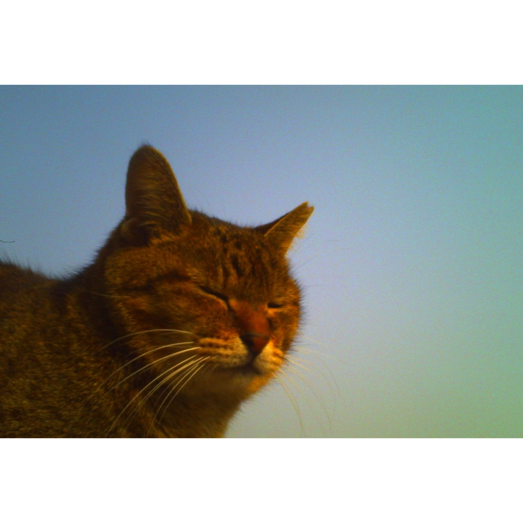 ポストカード 猫