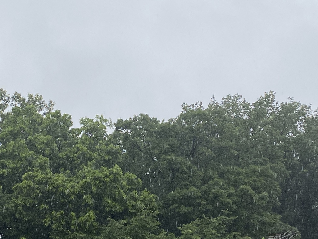 2024/06/28天候雨　写真5枚