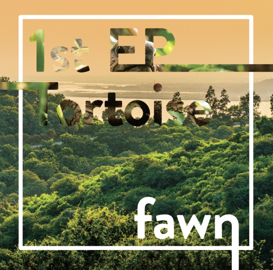 fawn 1stEP Tortoise