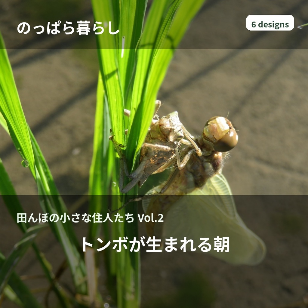 のっぱら暮らし｜田んぼの小さな住人たち Vol.2 ― トンボが生まれる朝 ―