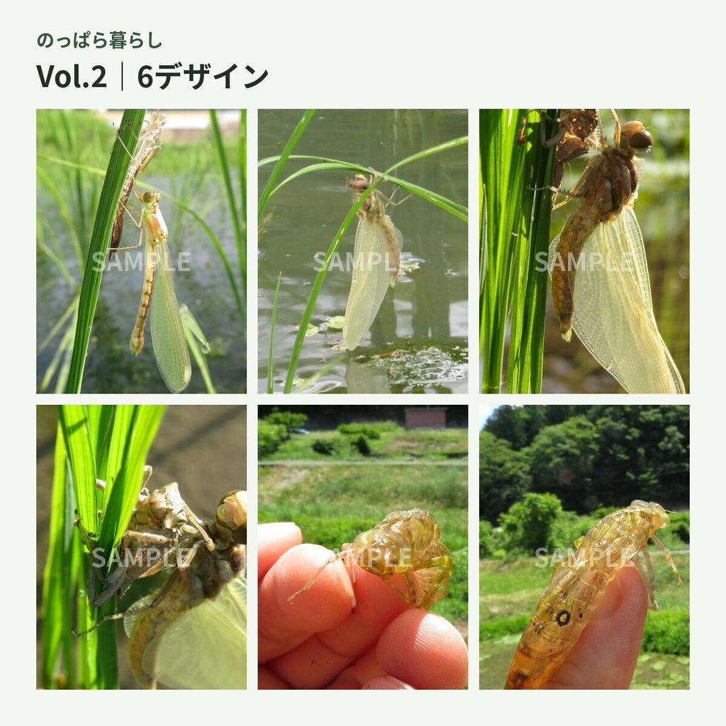 のっぱら暮らし|田んぼの小さな住人たち Vol.2 ― トンボが生まれる朝 ―
