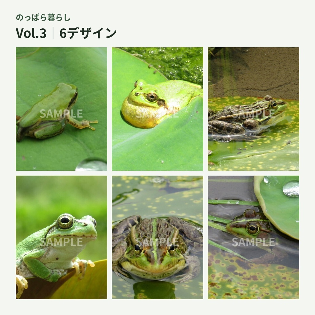 のっぱら暮らし|田んぼの小さな住人たち Vol.3 ― 雨粒と睡蓮 ―