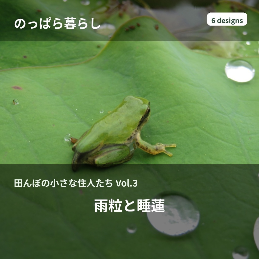 のっぱら暮らし|田んぼの小さな住人たち Vol.3 ― 雨粒と睡蓮 ―