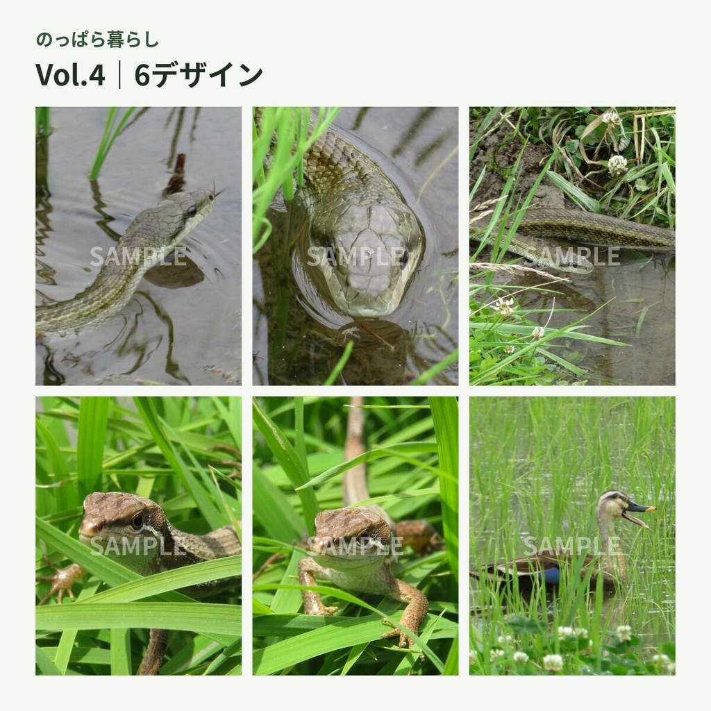 のっぱら暮らし|田んぼの小さな住人たち Vol.4 ― 田んぼの大きな住人 ―