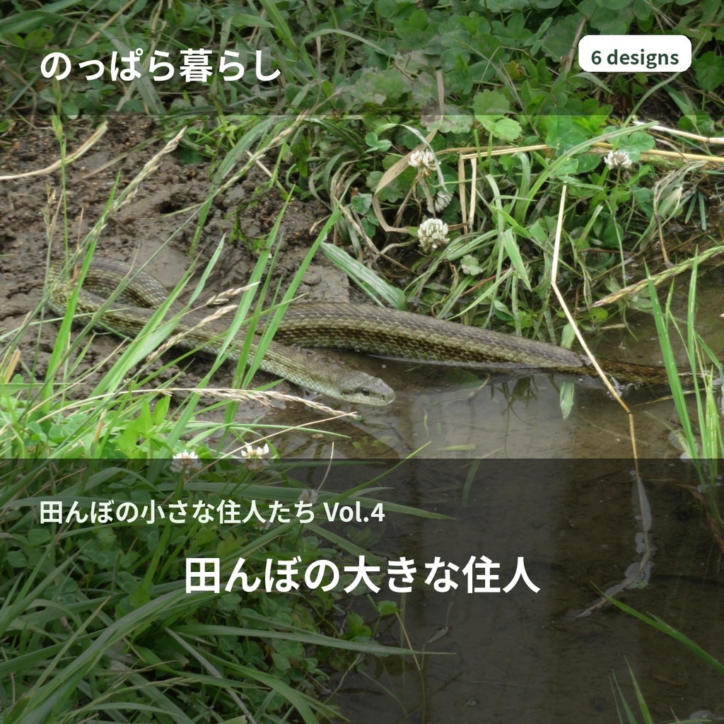 のっぱら暮らし|田んぼの小さな住人たち Vol.4 ― 田んぼの大きな住人 ―