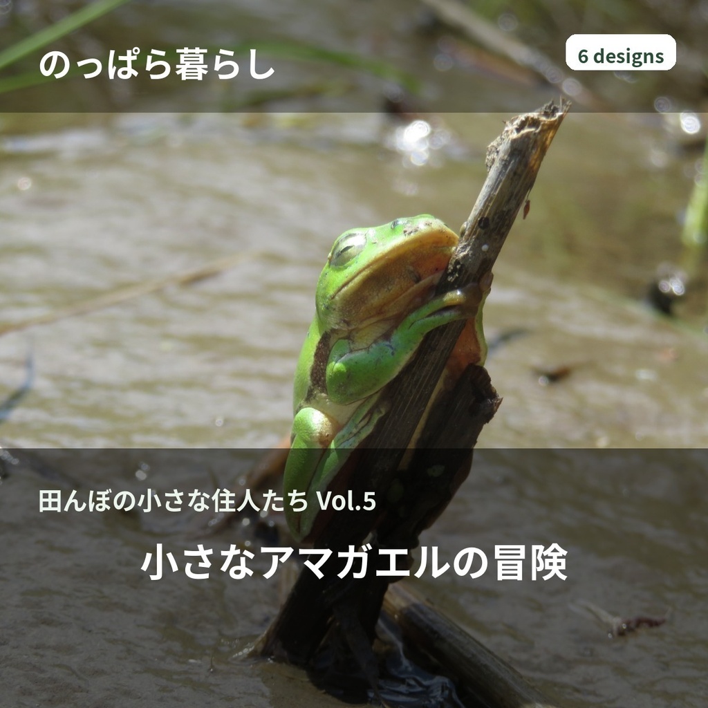 のっぱら暮らし｜田んぼの小さな住人たち Vol.5 ― 小さなカエルの冒険 ―