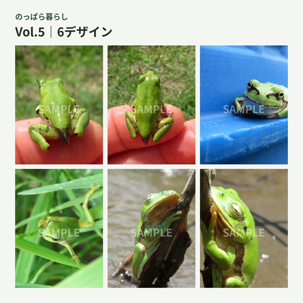 のっぱら暮らし|田んぼの小さな住人たち Vol.5 ― 小さなカエルの冒険 ―