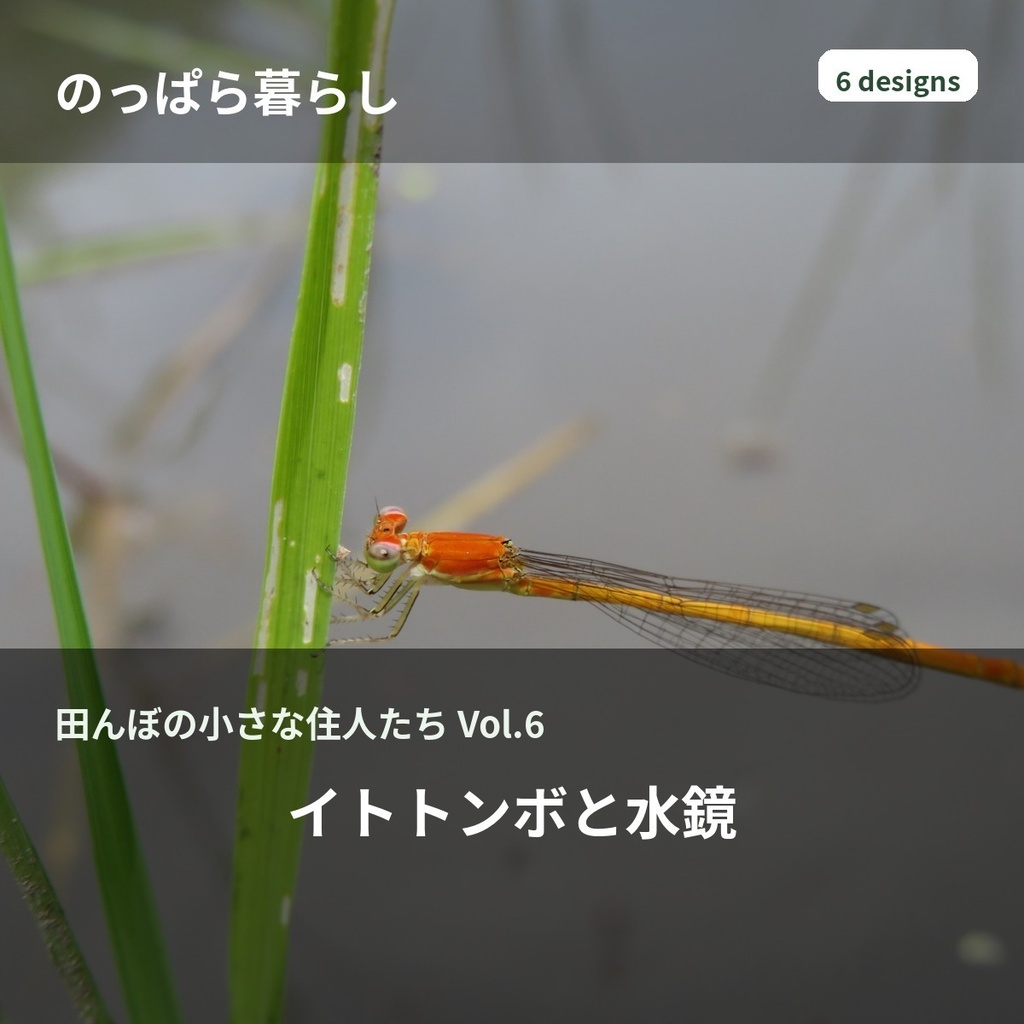 のっぱら暮らし|田んぼの小さな住人たち Vol.6 ― イトトンボと水鏡 ―