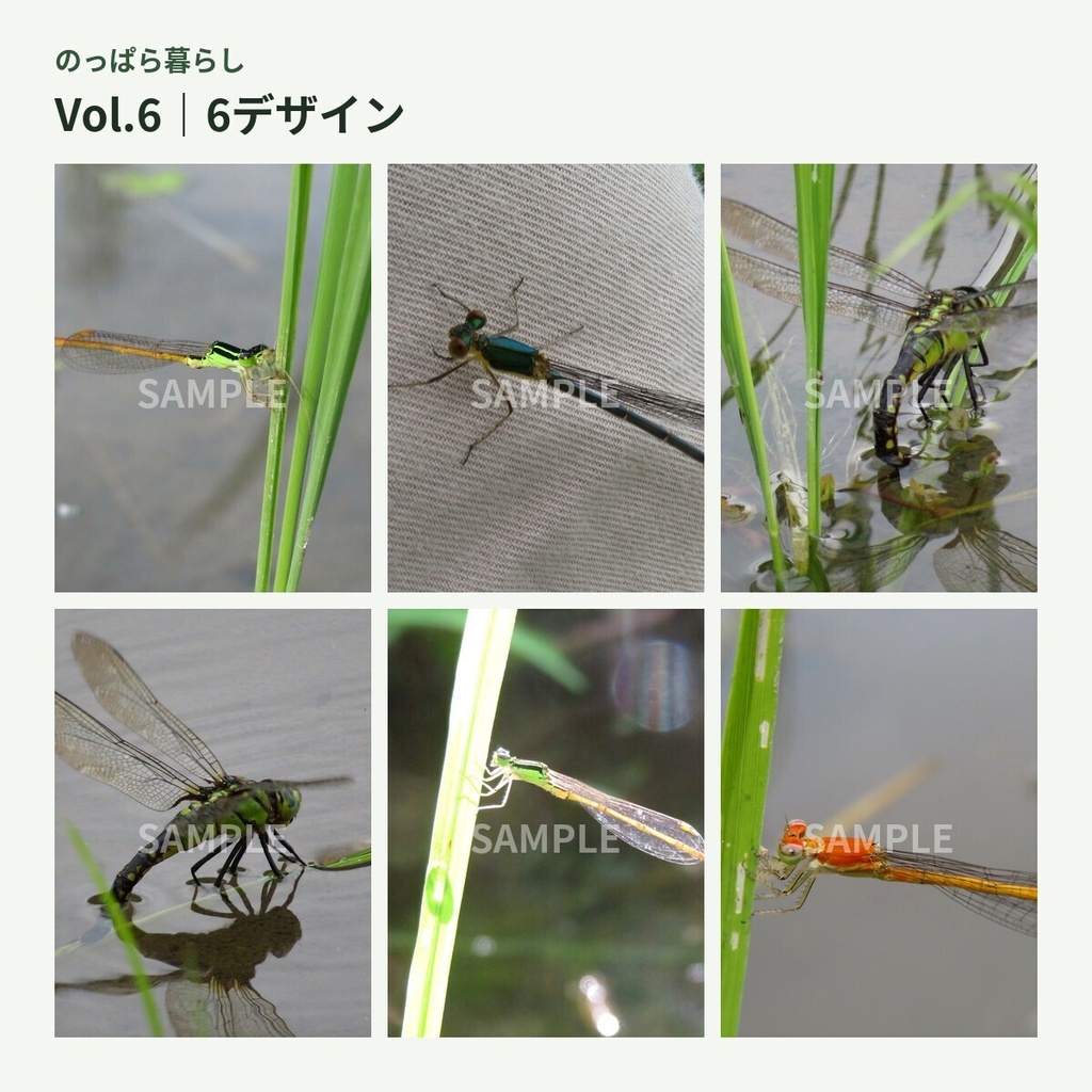 のっぱら暮らし|田んぼの小さな住人たち Vol.6 ― イトトンボと水鏡 ―