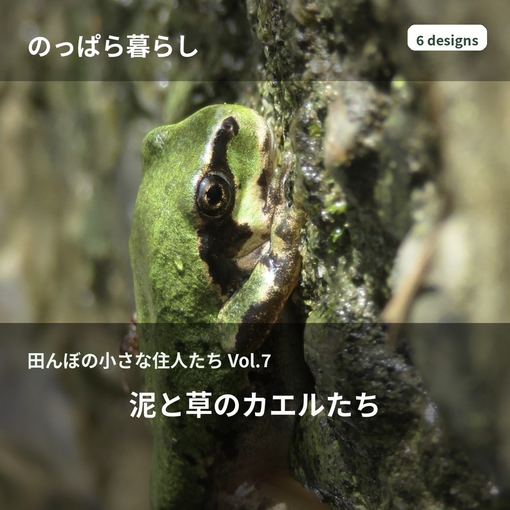 のっぱら暮らし|田んぼの小さな住人たち Vol.7 ― 泥と草のカエルたち ―