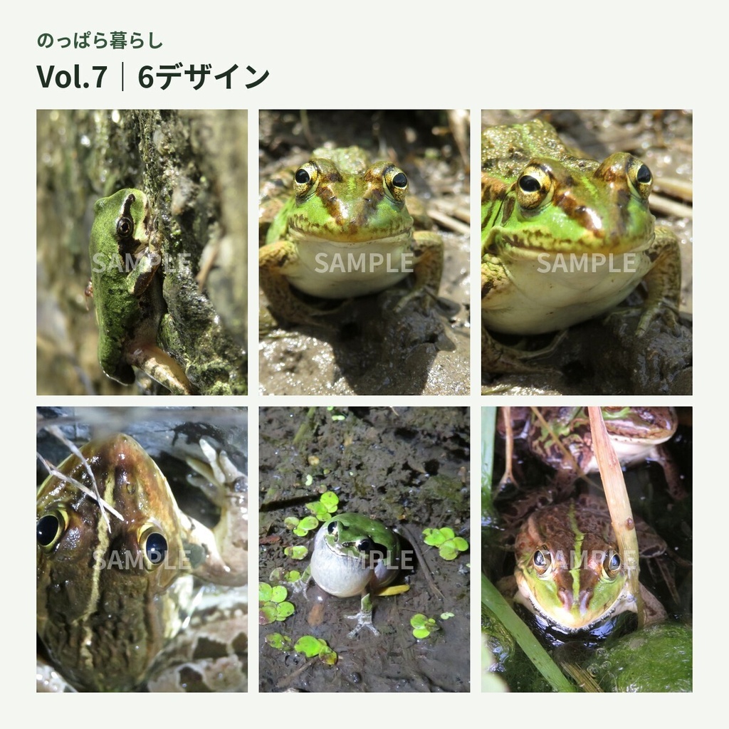 のっぱら暮らし|田んぼの小さな住人たち Vol.7 ― 泥と草のカエルたち ―
