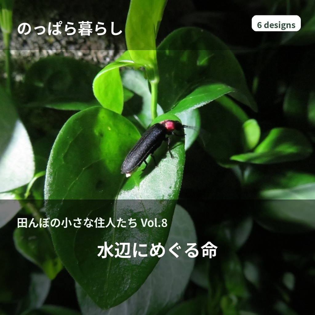 のっぱら暮らし|田んぼの小さな住人たち Vol.8 ― 水辺にめぐる命 ―