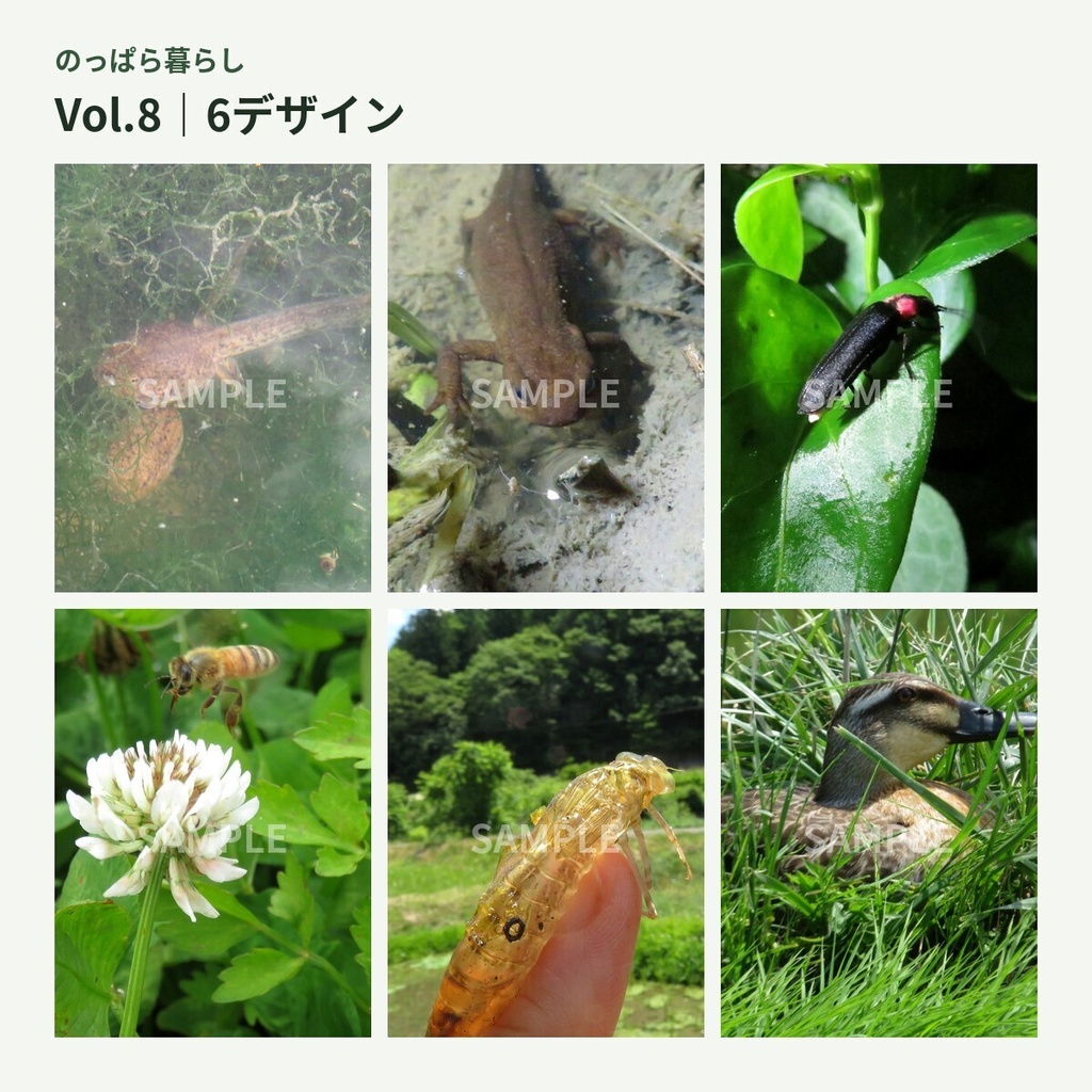 のっぱら暮らし|田んぼの小さな住人たち Vol.8 ― 水辺にめぐる命 ―