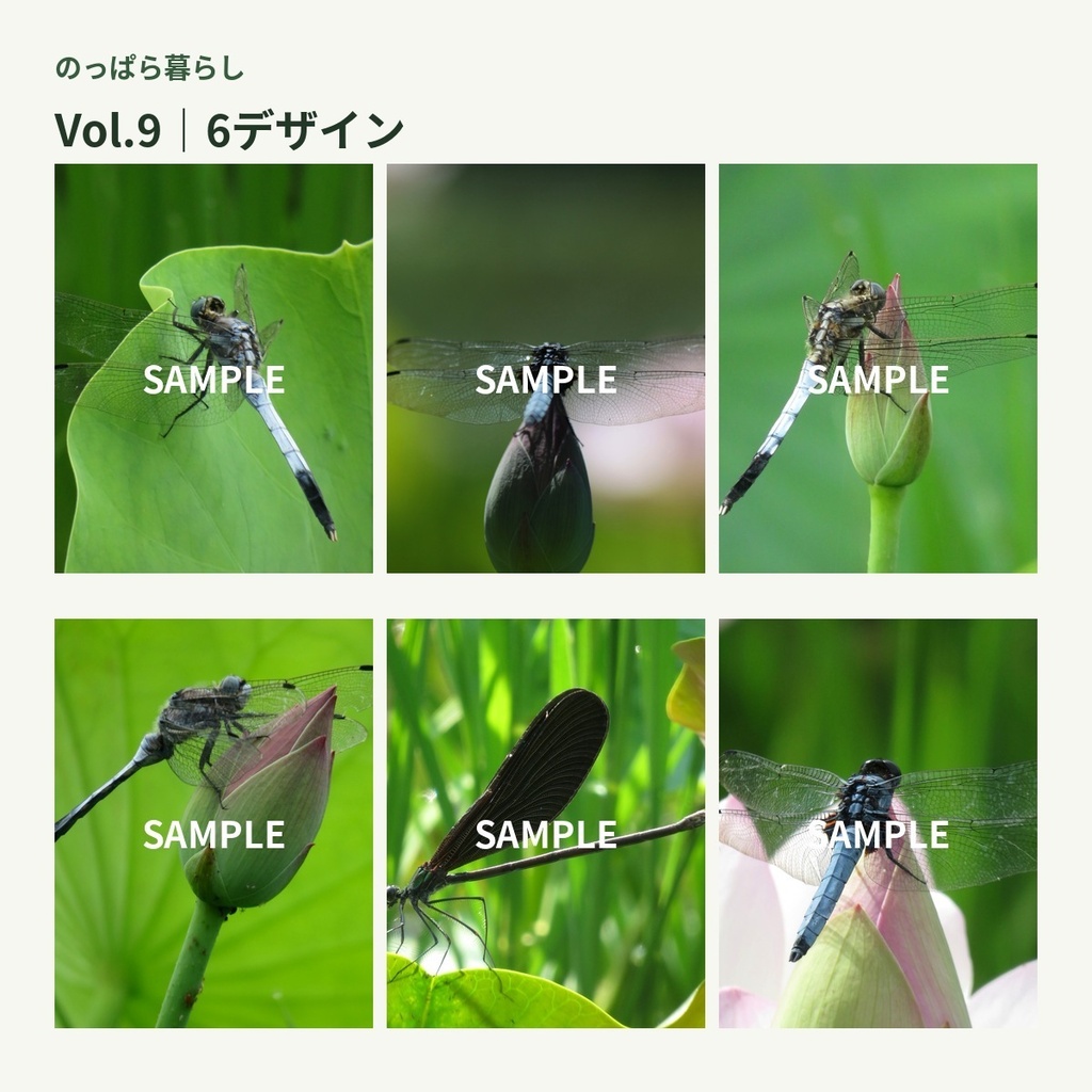 のっぱら暮らし|田んぼの小さな住人たち Vol.9 ― 蓮とトンボ ―