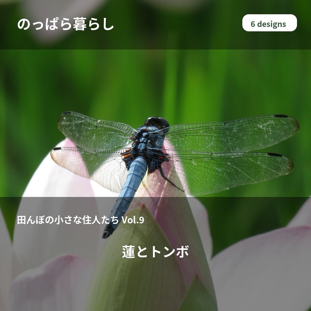 のっぱら暮らし|田んぼの小さな住人たち Vol.9 ― 蓮とトンボ ―