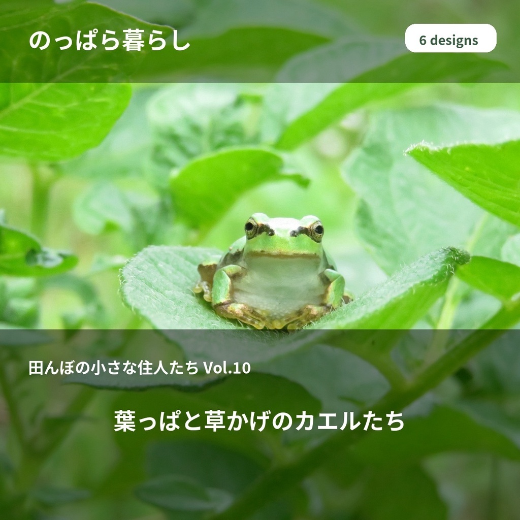 のっぱら暮らし|田んぼの小さな住人たち Vol.10 ― 葉っぱと草かげのカエルたち ―