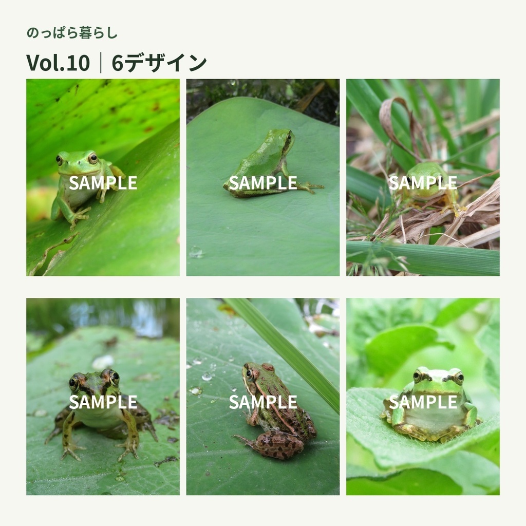 のっぱら暮らし|田んぼの小さな住人たち Vol.10 ― 葉っぱと草かげのカエルたち ―
