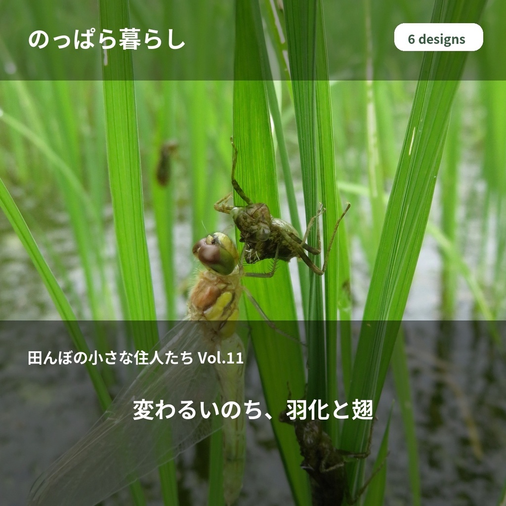 のっぱら暮らし|田んぼの小さな住人たち Vol.11 ― 変わるいのち、羽化と翅 ―